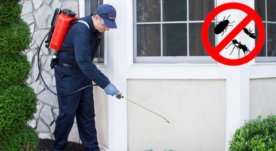 Zeytinalanı Pire İlaçlama böcek ilaçlama ve haşere kontrolü — ilaclama-tr.com